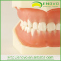 Modelo dental dental removível macio dos dentes EN-L1 para a cabeça fantasma